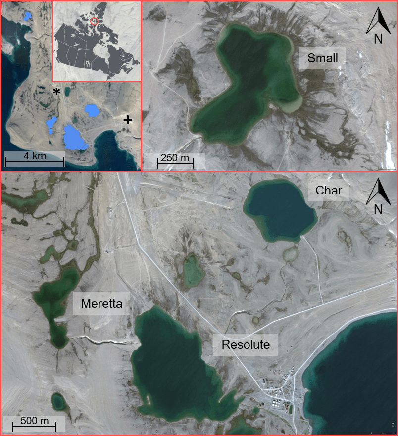 Influences on bioaccumulation and biota-sediment accumulation factors for methyl-mercury in High Arctic lake food&nbsp;webs